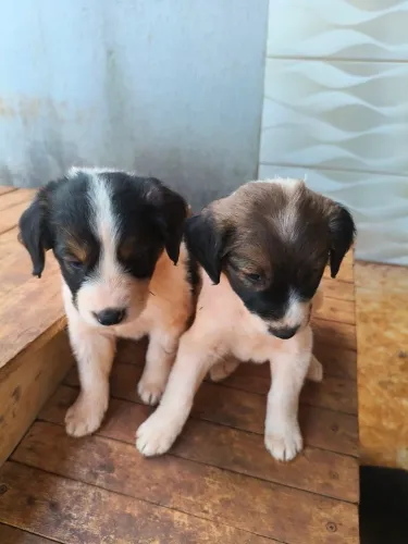 Cachorrinhos 