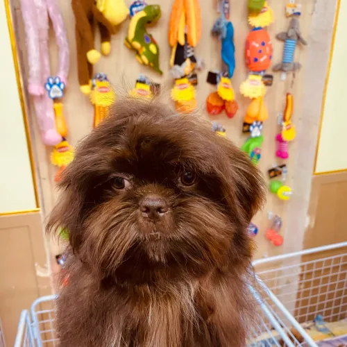 Shihtzu Chocolate