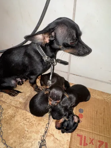 Filhote de pinscher 3 semanas nascidos