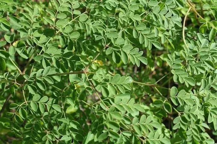 Mudas de moringa milagre da natureza 