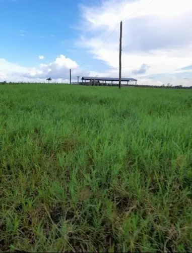 50 hectares 80% pasto no Pará pronta