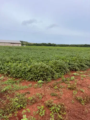 Fazenda 1.034 hec em são José do couto MT. Toda aberta 45 milhões.