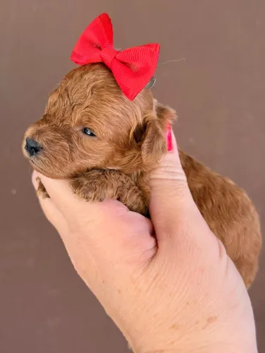 Poodle Mini Toy Red Vermelho Fêmeas á venda ****