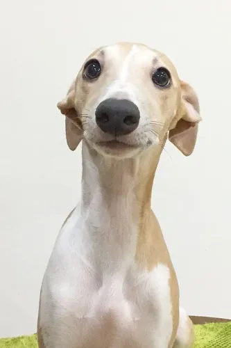 Filhotes de Whippet disponíveis!