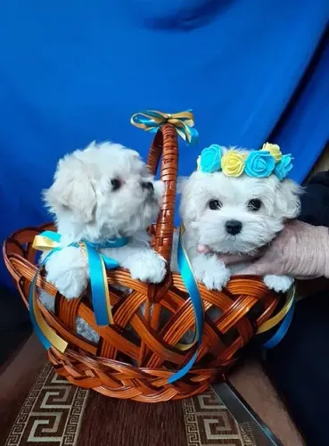 Maltês Mini Branquíssimo Macho - Um Cãozinho Especial Para Sua Família!
