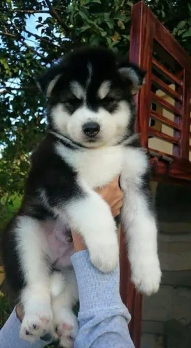 Filhote de Husky Siberiano preto e branco