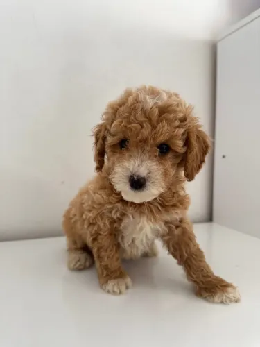 Poodle Toy Macho - perfeito para alegrar sua casa 