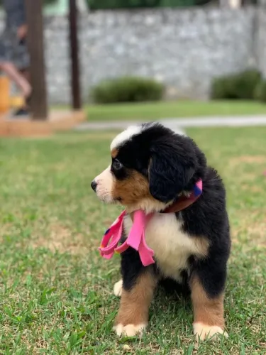 Bernese Machinhos com 53 dias garantia de padrão da raça vacinados e com pedigree .