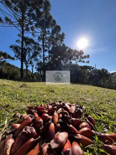 Sítio em Bateias de Baixo, com 19.991 m², com riacho e lugar alto para construção