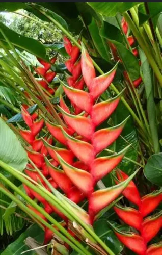 VENDO MUDAS HELICÔNIA planta ornamental para paisagismo 