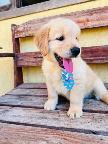 Golden retriever 50 dias dourados pedigre fêmea