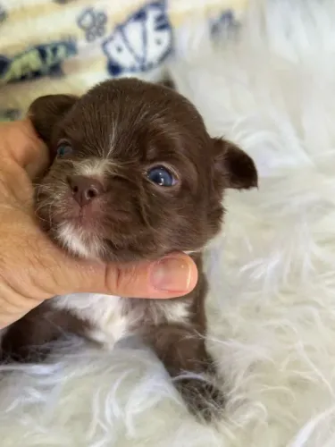 Chihuahua Pequeno chocolate e white- Encantadora e Muito Companheira!