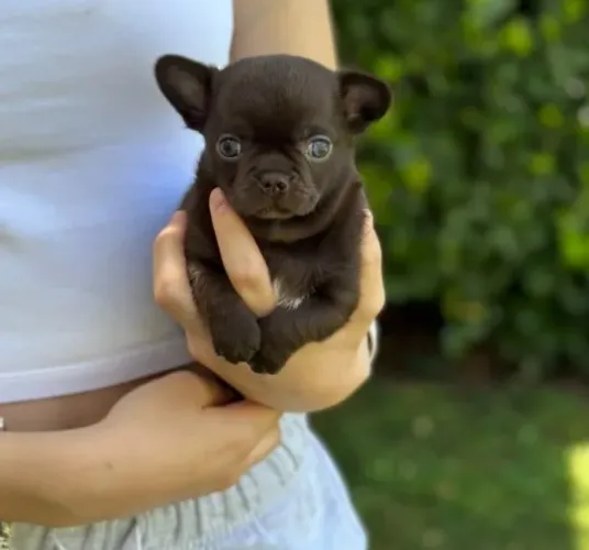 Chihuahua Fêmea Tricolor: Carinho e Alegria Em Cada Passo!