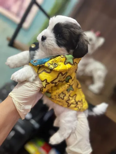 Mini Lhasa Apso com excelente pelagem e estrutura