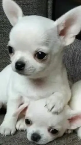 Chihuahua Pequeno, Inteligente e Amoroso - O companheiro perfeito!
