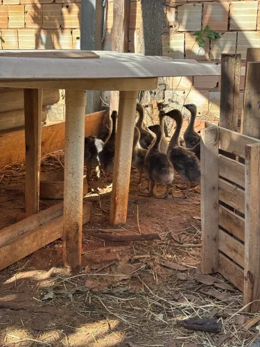 Vendo ganso africano