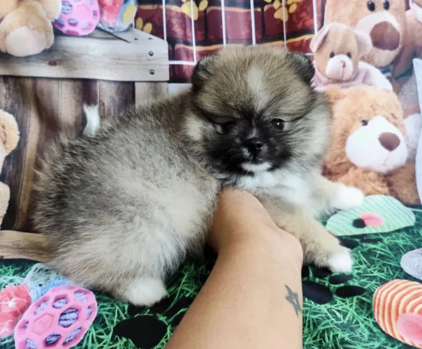 filhote Shih Tzu, Lealdade, Carinho e Companhia em Um Pacote de Pura Fofura!