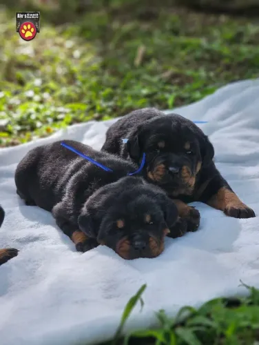 Rottweiler | Entrega em Cascavel 18/12