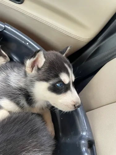 Filhote gêmeas de Husky siberiano