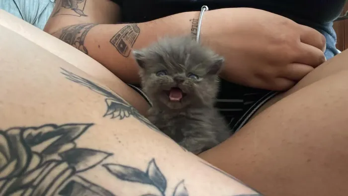 FILHOTE GATO PERSA SHOW MACHO