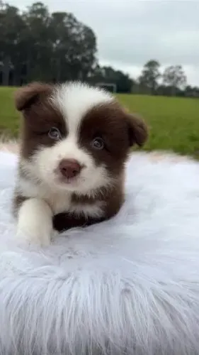 Border collie filhotes 