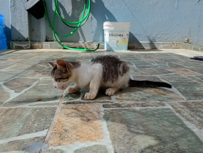 Adoção 