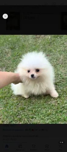 Lulu da Pomerânia macho anão 
