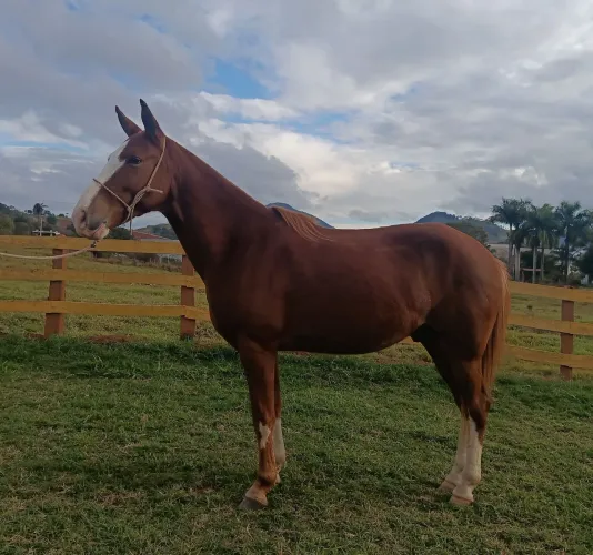 Cavalo marcha picada 