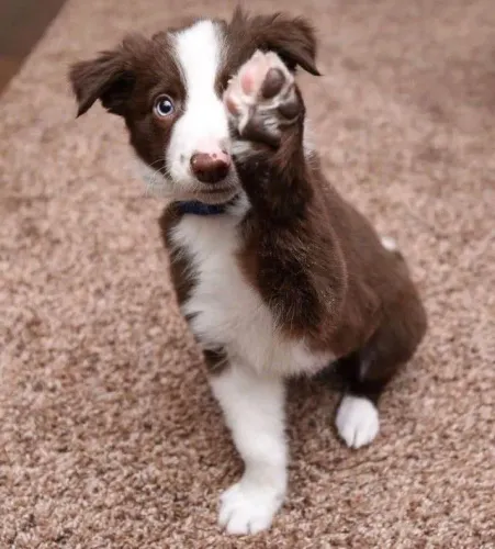 Border Collie - Um Novo Parceiro Para Preencher Sua Rotina De Afeto 