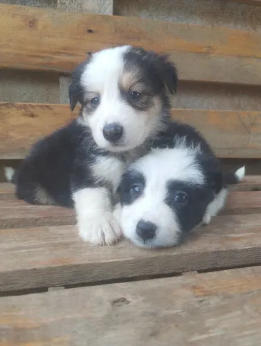 Filhote de Border Collie