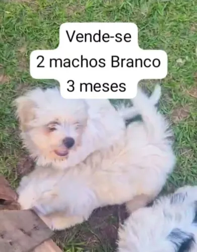 Lhasa apso