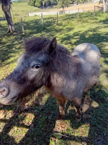 Vende-se pônei macho 