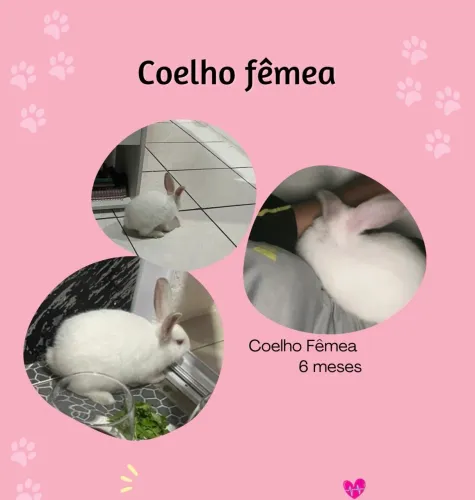Coelho Fêmea Nova Zelândia 