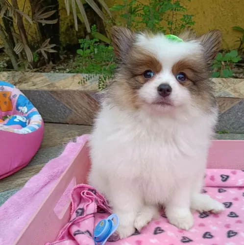 Spitz alemão Anã Fêmea com 75 dias, 02 Vacinas