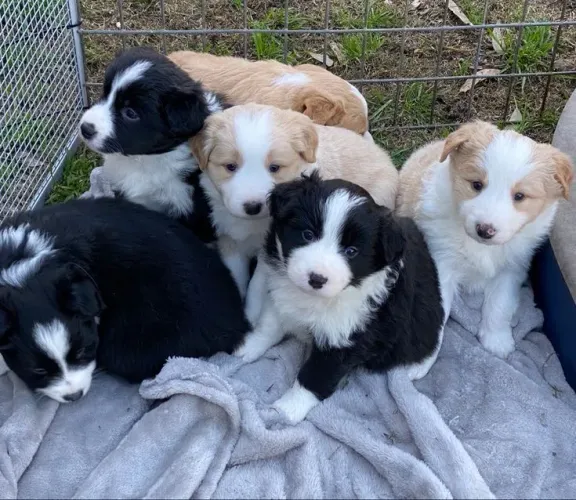 Border Collie - Filhotes Cheios De Ternuras 