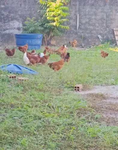 Galinhas