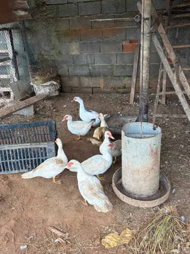 5 patos (2 machos e 3 fêmeas). Unidade