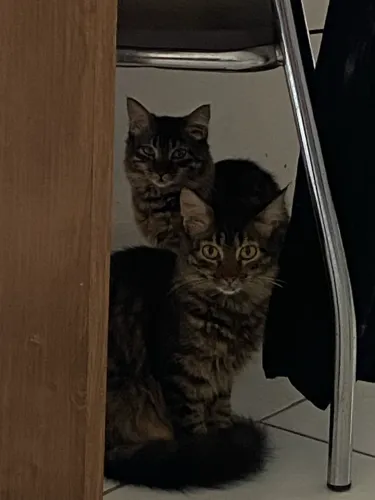 Doa-se esses gatinhos 