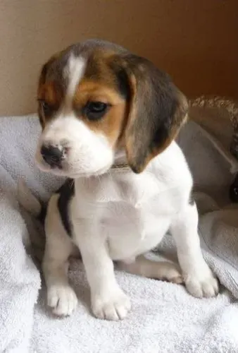 Beagle lindos filhotes