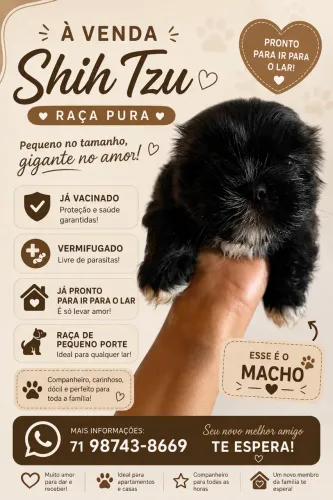 Cachorro