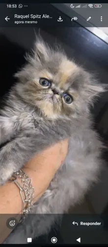 Gata persa fêmea filhote 