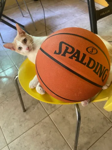 Bola de Basquete Nova