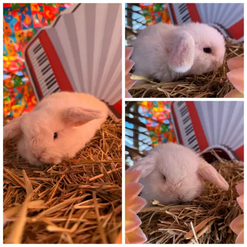 Coelho Mini Lop Uruguai