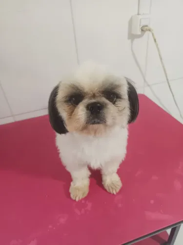 Vendo fêmeas Shitzus