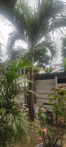 Palmeira real +3 metros de altura 