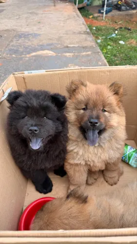 Filhotes de Chow Chow
