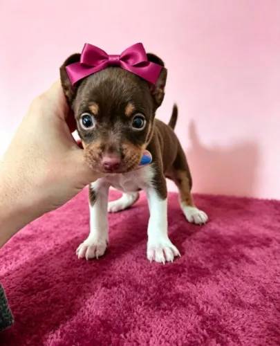 Pinscher Incrivelmente Fofa
