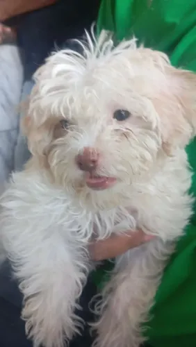 Poodle n 1