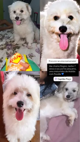 PROCURA-SE UMA NAMORADA