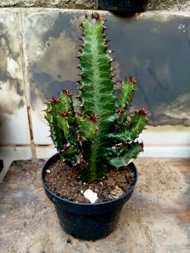 Euphorbia trigona